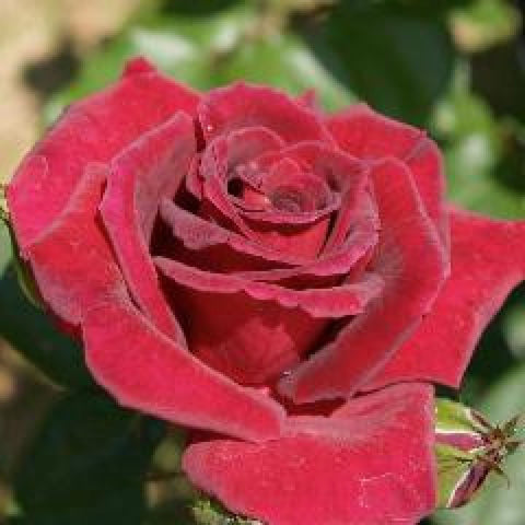 Black Velvet Bush Rose 200mm