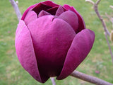 Magnolia Black Tulip 330mm Pot