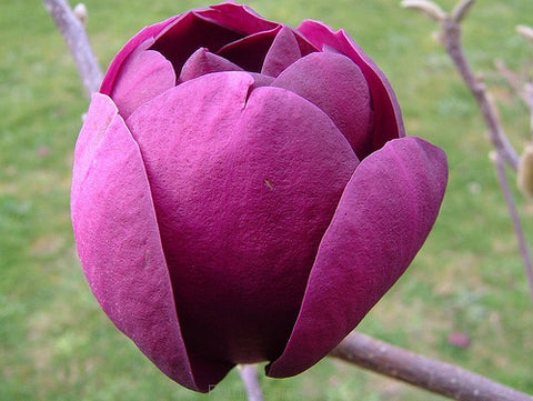 Magnolia Black Tulip B/R