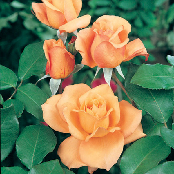 Brandy bush rose 200mm – TRARALGON WEST NURSERY