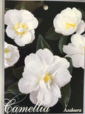 Camellia sasanqua 'Asakura' 150mm