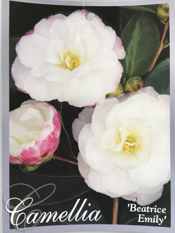 Camellia sasanqua 'Beatrice Emily' 150mm