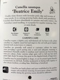 Camellia sasanqua 'Beatrice Emily' 150mm