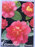 Camellia heimalis 'Bonanza' 150mm