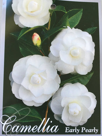 Camellia sasanqua 'Early Pearly' 200mm