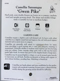 Camellia sasanqua 'Gwen Pike' 150mm