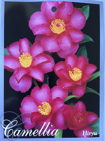 Camellia hiemalis 'Hiryu' 150mm