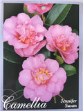 Camellia sasanqua 'Jennifer Susan' 150mm