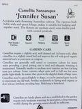 Camellia sasanqua 'Jennifer Susan' 150mm