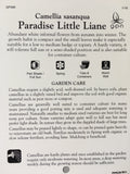 Camellia sasanqua 'Paradise Little Liane' 150mm