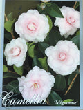 Camellia sasanqua 'Mignonne' 150mm