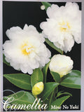 Camellia sasanqua 'Mine No Yuki' 150mm