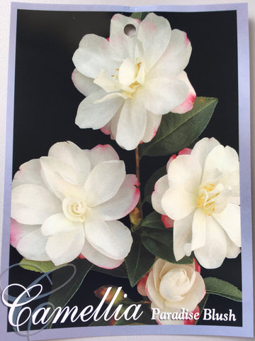 Camellia Sasanqua 'Paradise Blush' 150mm