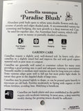 Camellia Sasanqua 'Paradise Blush' 200mm