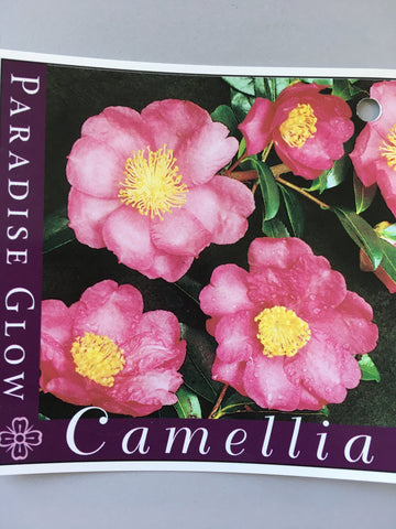 Camellia hybrid 'Paradise Glow' 150mm