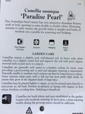Camellia sasanqua 'Paradise Pearl' 150mm
