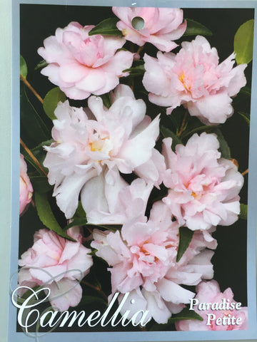 Camellia sasanqua 'Paradise Petite' 200mm