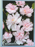 Camellia sasanqua 'Paradise Petite' 150mm