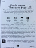 Camellia sasanqua 'Plantation Pink' 150mm