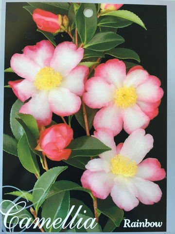Camellia sasanqua 'Rainbow' 150mm