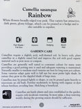 Camellia sasanqua 'Rainbow' 150mm