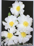 Camellia sasanqua 'Setsugekka' 150mm
