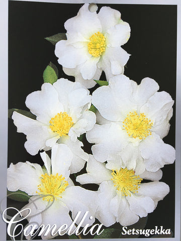 Camellia sasanqua 'Setsugekka' 200mm