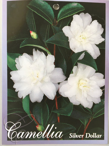Camellia sasanqua 'Silver Dollar' 200mm