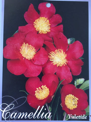 Camellia vernalis 'Yuletide' 150mm
