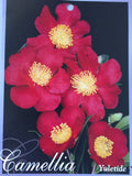 Camellia vernalis Yuletide 200mm