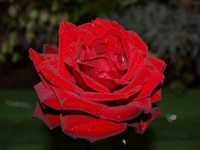 Camp David 2' Standard Rose