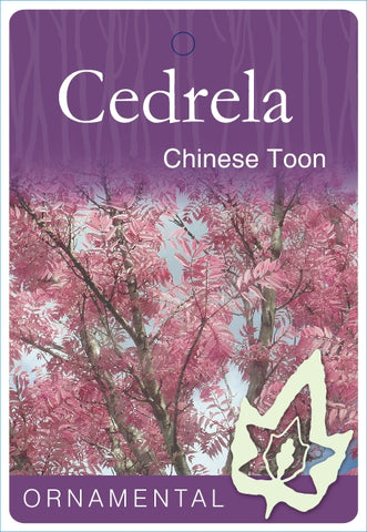Cedrela Sinensis (Chinese Toon) 330mm Pot