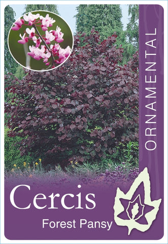Cercis canadensis Forest Pansy 400mm Pot