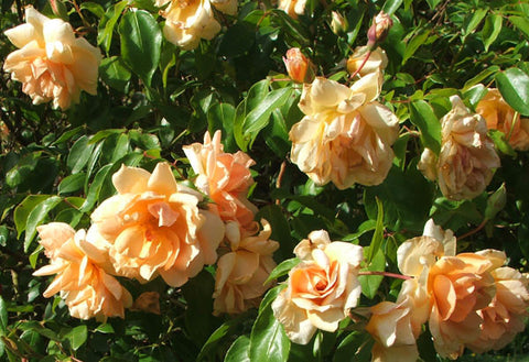 Crepescule Climbing Rose 200mm