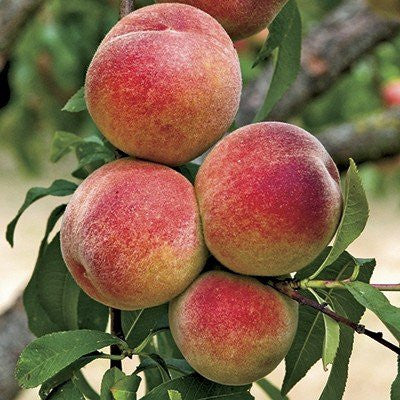 Peach Elberta Yellow flesh - Bare Rooted