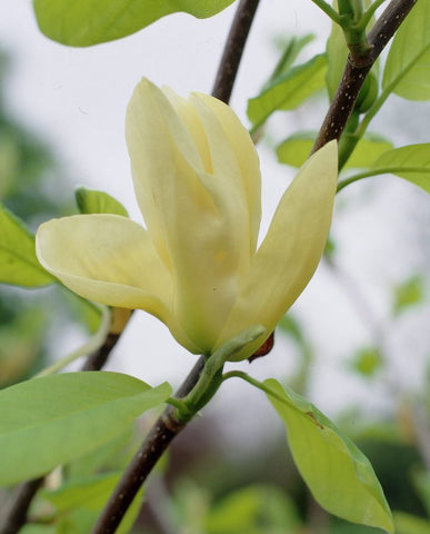 Magnolia Elizabeth B/R