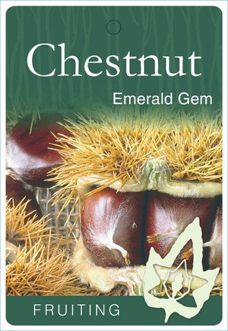 Chestnut Emerald Gem - 330mm Pot