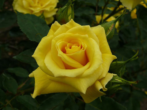Friesia 3' Standard Rose