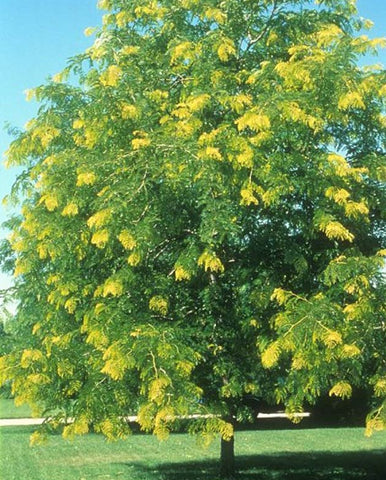 Gleditsia Sunburst B/R