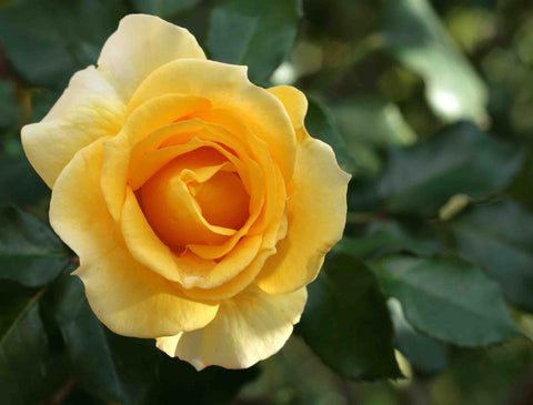 Gold Bunny 3' Standard Rose