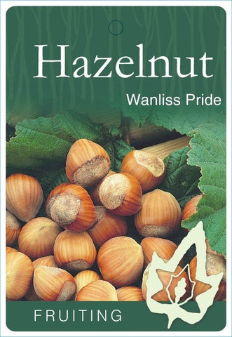 Hazelnut Wanliss Pride - 330mm Pot