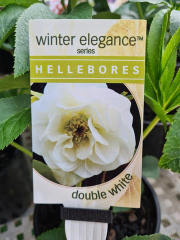 Hellebore double white