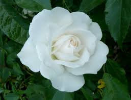 Iceberg Bush Rose