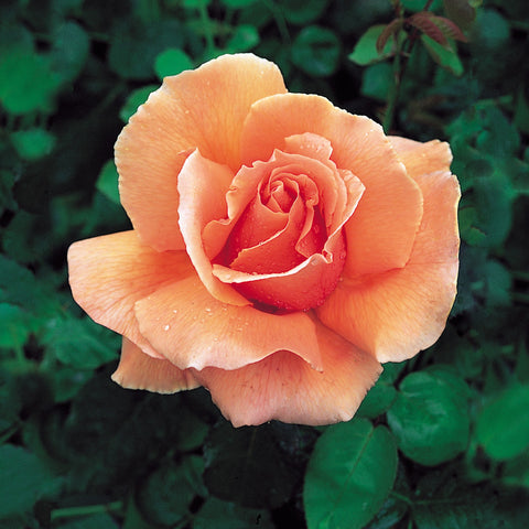 Just Joey 2' Standard Rose