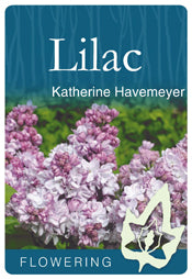 Lilac Katherine Havemeyer B/R