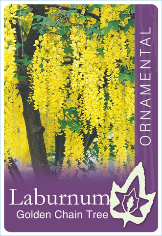 Laburnum x watereri Vossii (Golden Chain Tree) 330mm Pot
