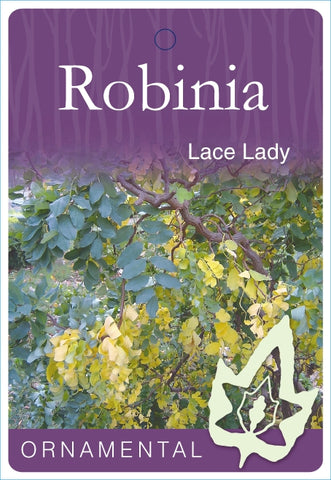 Robinia Lace Lady 330mm pot