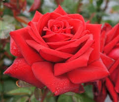 Loving Memory Bush Rose 200mm