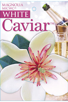 Magnolia Caviar 200mm