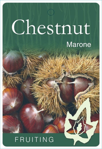 Chestnut Marone - 330mm Pot